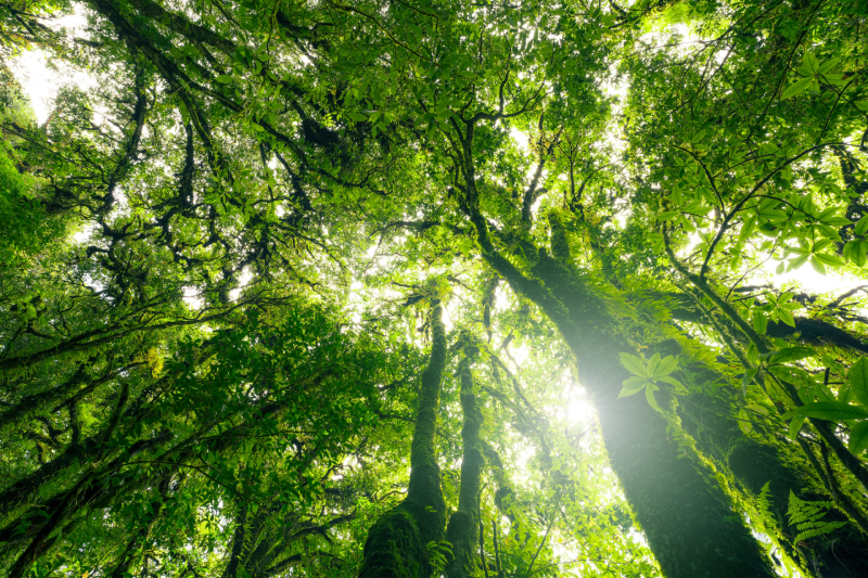 Perinatal Counselling page - treetops